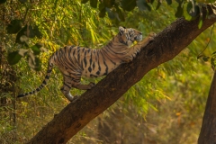 Tiger (Panthera tigris) climbing a leaning tree trunk