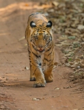 Tiger (Panthera tigris) female walking toward camera