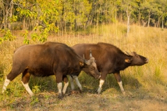 Gaur (Bos gaurus) pair