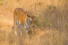 Tiger (Panthera tigris) female walking through grass