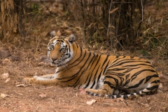 Tiger (Panthera tigris) lying next to trees