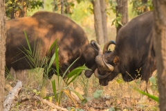 Gaur (Bos gaurus), sparring