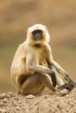 Gray Langur (Semnopithecus entellus), Hanuman Langer,  female with baby