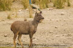 Sambar Deer (Rusa unicolor)