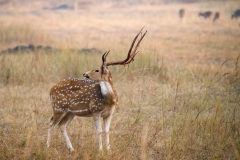 Spotted Deer (Axis axis), buck