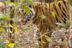 Tiger (Panthera tigris) cub looking at camera and snarling