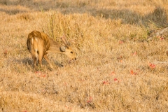 Hog Deer (Axis porcinus)