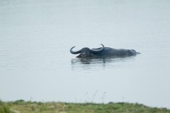 Water Buffalo (Bubalus bubalis) moving through water