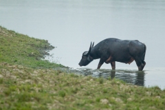 Water Buffalo (Bubalus bubalis) moving through water