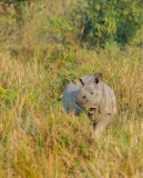 Indian Rhinoceros (Rhinoceros unicornis)