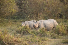 Indian Rhinoceros (Rhinoceros unicornis) cow and calf