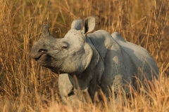 Indian Rhinoceros (Rhinoceros unicornis)