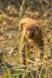 Rhesus Macaque (Macaca mulatta)