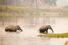 Asian Elephants (Elephas maximus) crossing a river