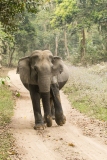 Asian Elephant (Elephas maximus) pregnant female travelling on a road in the forest