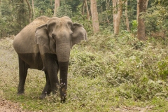 Asian Elephant (Elephas maximus) pregnant female