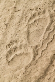 Sloth Bear (Melursus ursinus) front and rear paw prints in the sand