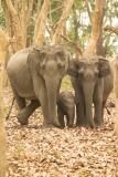 Asian Elephants (Elephas maximus) cow calf and older sibling in defensive posture