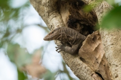 Bengal monitor (Varanus bengalensis) or common Indian monitor