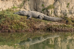 Marsh Crocodile (Crocodylus palustris), also called the Indian or mugger crocodile