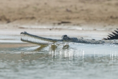 Gharial (Gavialis gangeticus), aka fish-eating crocodile