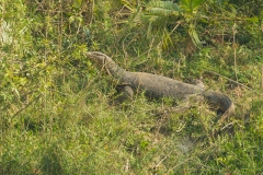 Water Monitor Lizard (Varanus salvator), commonly known as the water monitor,