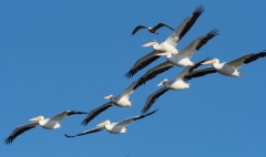 White Pelican (Pelecanus erythrorhynchos) flock in flight