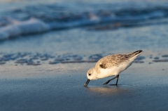 Semipalmated Sandpiper (Calidris pusilla) foraging on a beach