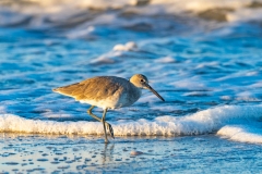 Eastern Willet (Tringa semipalmata) foraging on a beach