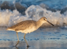 Eastern Willet (Tringa semipalmata) amidst waves on a beach