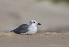 Laughing Gull (Larus atricilla) resting on the sand