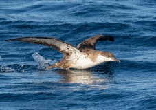 Greater Shearwater (Puffinus gravis) taking off from water