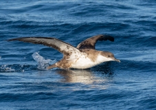 Greater Shearwater (Puffinus gravis) taking off from water