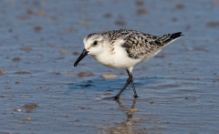 Sanderling (Calidris alba) foraging on a beach