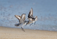 Sanderlings (Calidris alba) fighting on the beach