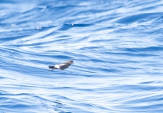 Wilson's Storm Petrel (Oceanites oceanicus) in flight over water