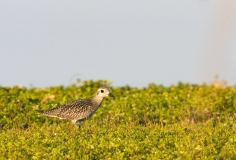 Black-bellied Plover (Pluvialis squatarola) winter plumage