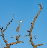 Great Blue Heron (Ardea herodias) perched in dead tree