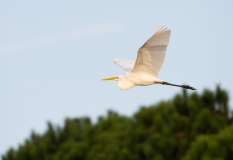 Great Egret (Ardea alba) in flight