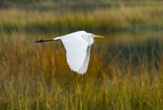 Great Egret (Ardea alba) in flight over marsh grasses