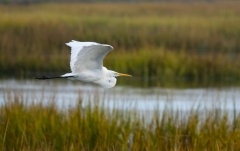 Great Egret (Ardea alba) in flight over marsh grasses