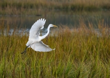 Great Egret (Ardea alba) landing in marsh grasses