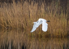 Great Egret (Ardea alba) in flight