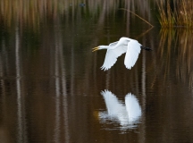 Great Egret (Ardea alba) in flight over water