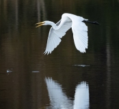 Great Egret (Ardea alba) in flight over water