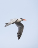 Caspian Tern (Hydroprogne caspia) in flight