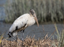 Wood Stork (Mycteria americana) amidst marsh grasses