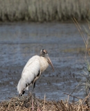 Wood Stork (Mycteria americana) amidst marsh grasses