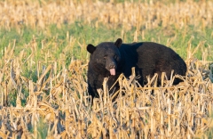 American Black Bear (Ursus americanus) browsing in cornfield