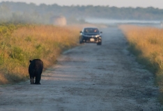 American Black Bear (Ursus americanus) walking down gravel road with car in background